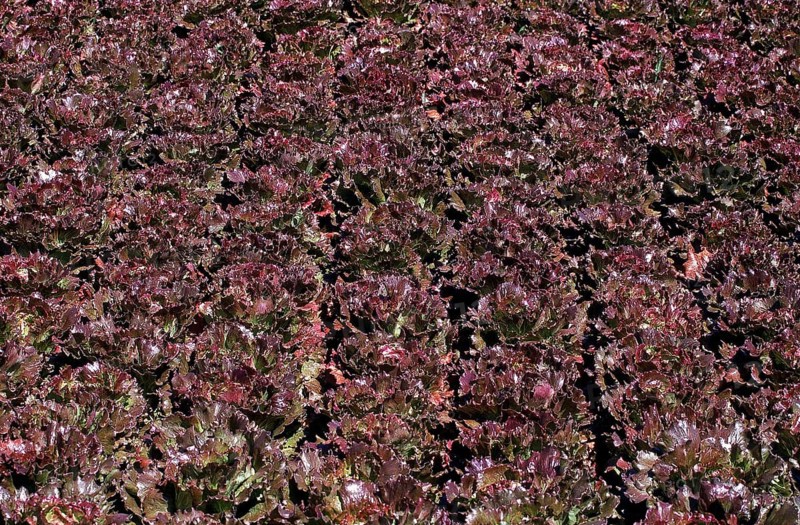 Lettuce