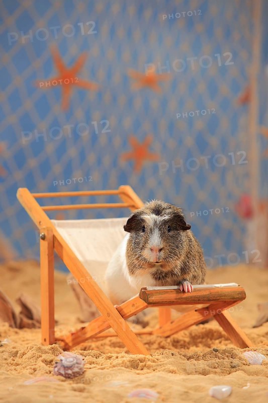 English Crested Guinea Pig Pig