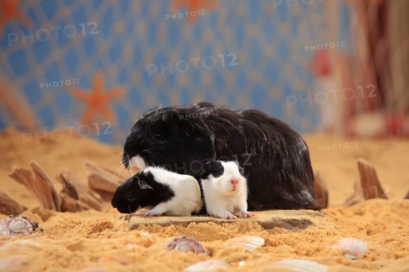 Sheltie guinea pig