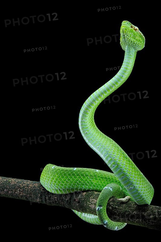 North Philippine Temple Pit Viper