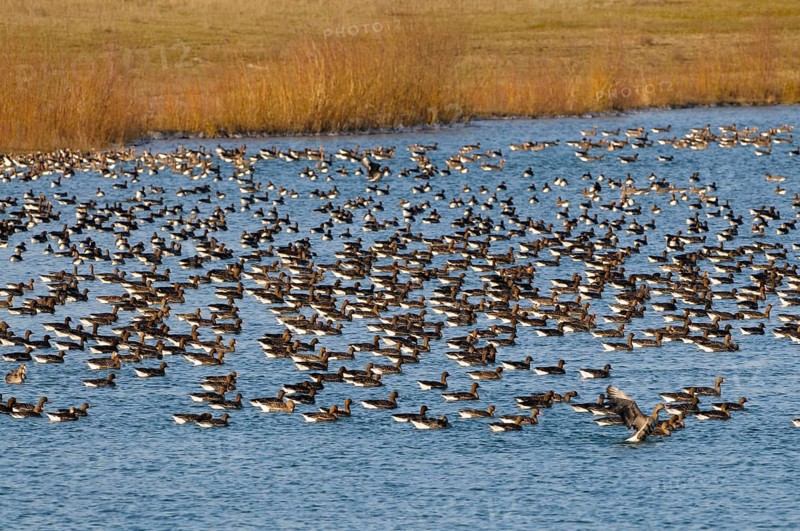 White-fronted Geese