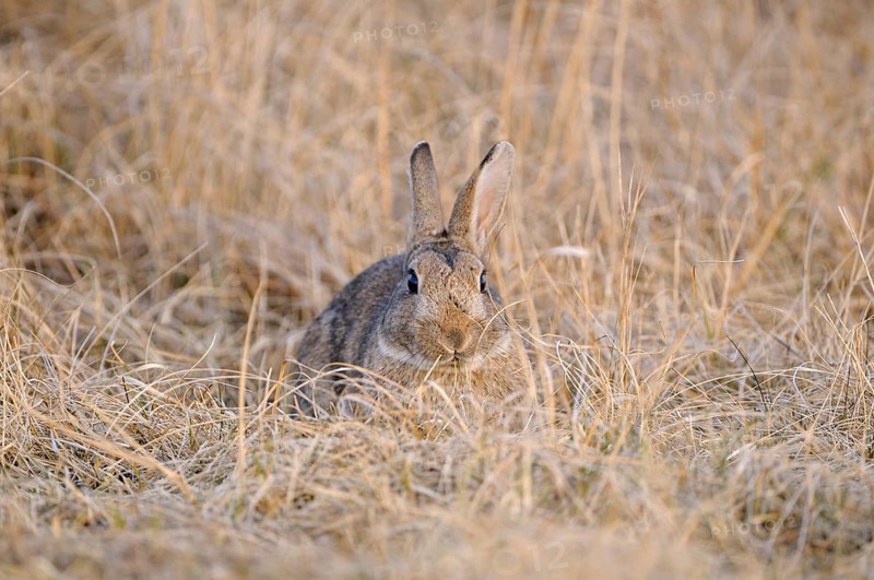 European wild rabbit