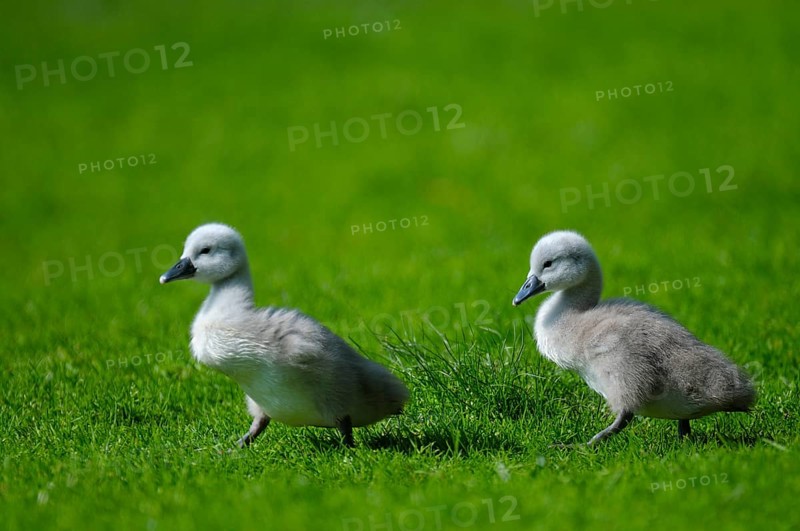 Mute swan
