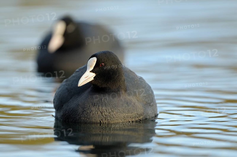 Eurasian Eurasian Eurasian Eurasian Eurasian Eurasian Eurasian Eurasian Eurasian Coot