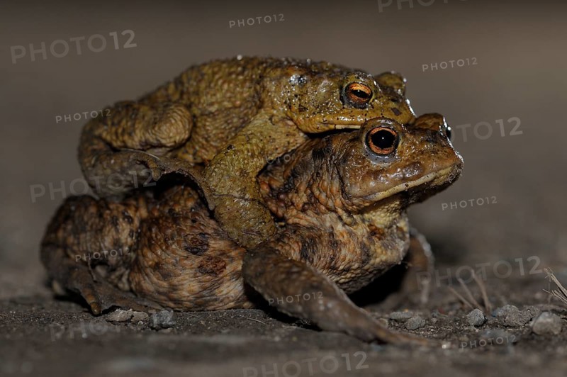 Common toad