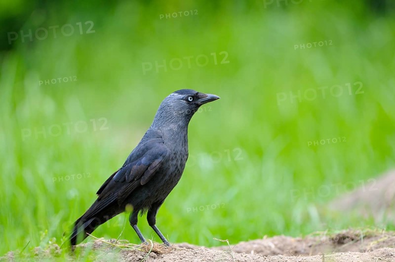 Jackdaw