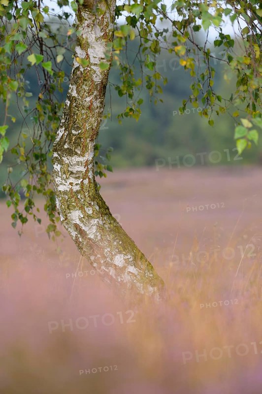 Weeping birch