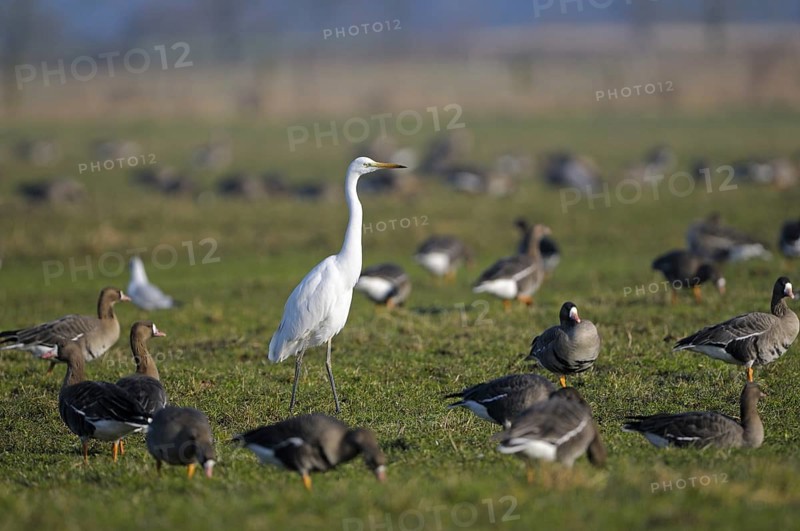 Greater white-fronted goose
