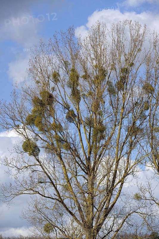 White berried mistletoe