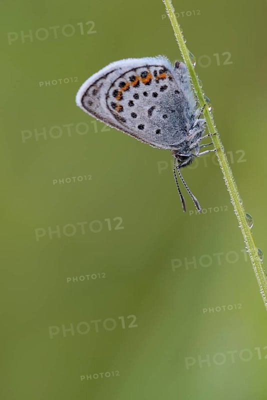 Argus blue butterfly