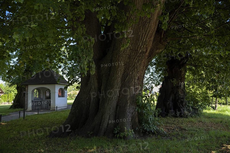 Lindenplatz with up to 1000 years old lime trees on Fraueninsel