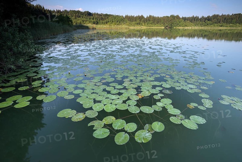 Hartsee
