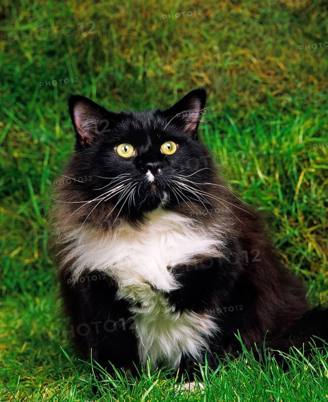 Black and White Maine Coon Domestic Cat Sitting