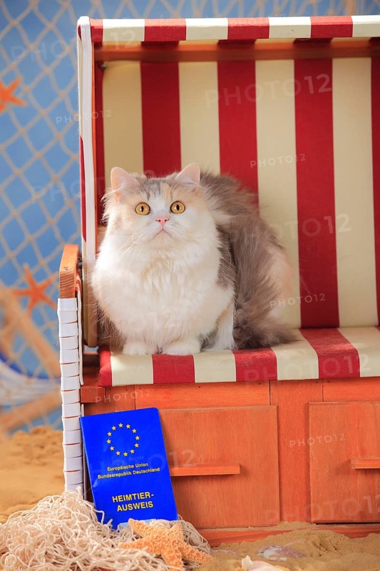 British longhair cat