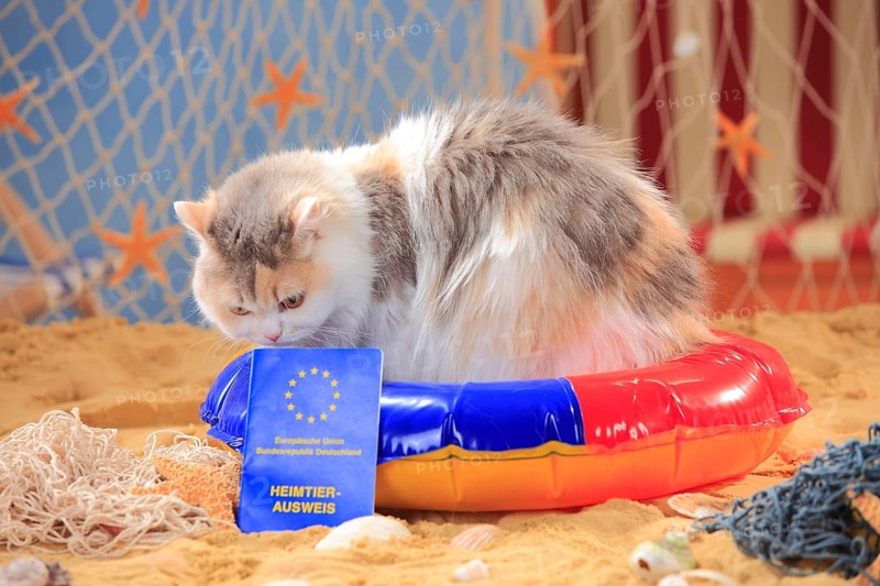 British longhair cat