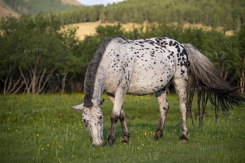 Horse