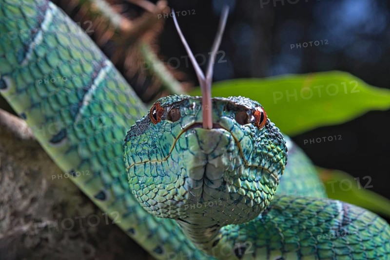 North Philippine Temple Pit Viper