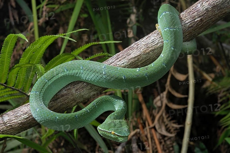 North Philippine Temple Pit Viper