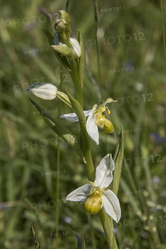 Bee orchid