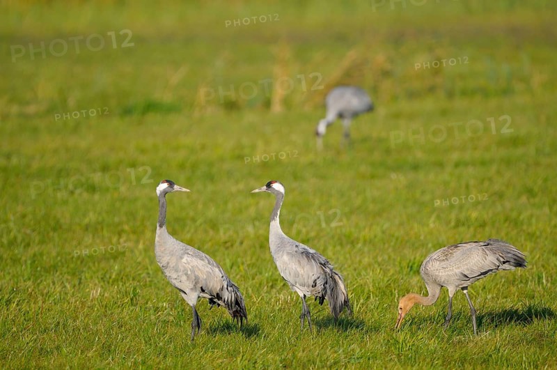 Cranes
