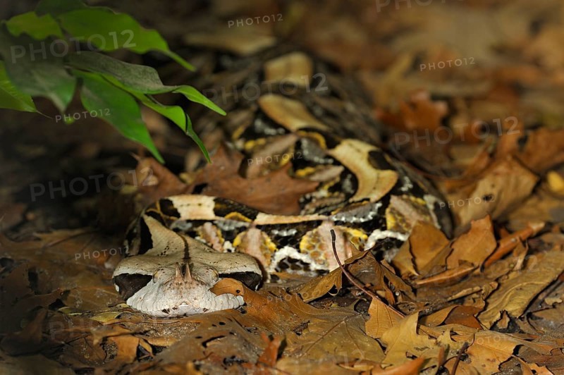 Western West african gaboon viper