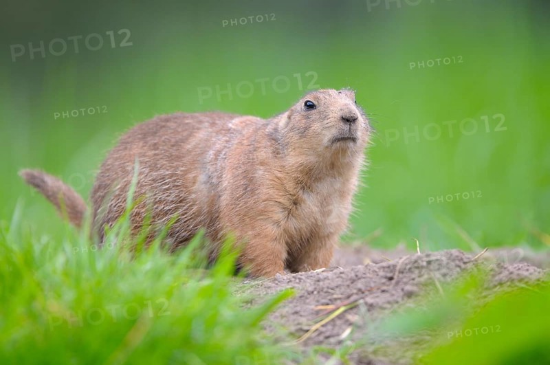 Black-tailed Prairie Dog