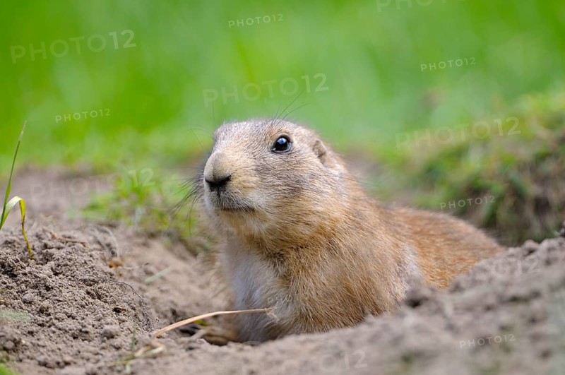 Black-tailed Prairie Dog