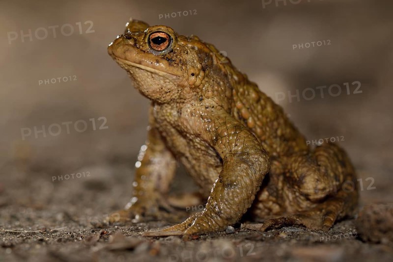 Common toad