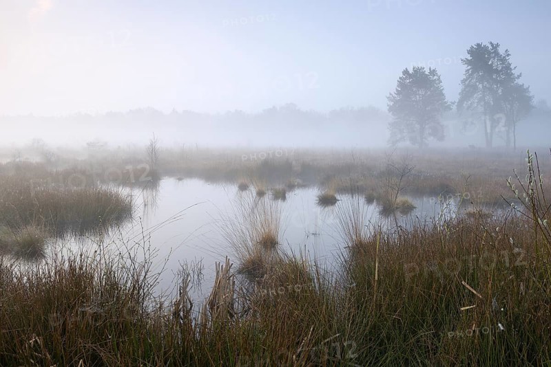 Morning atmosphere in the moor