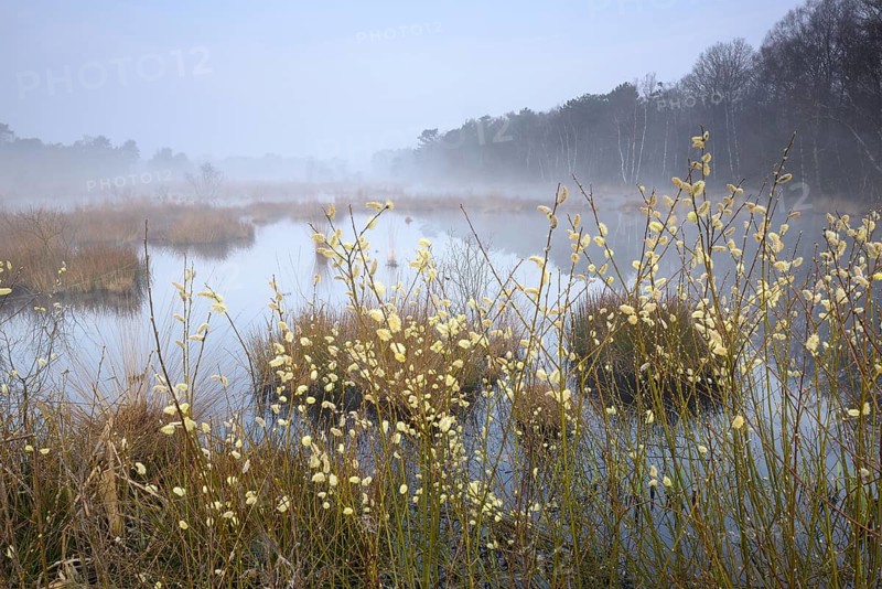 Morning atmosphere in the moor