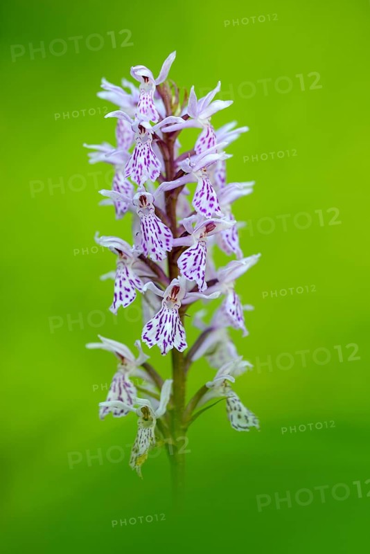 Fox orchid