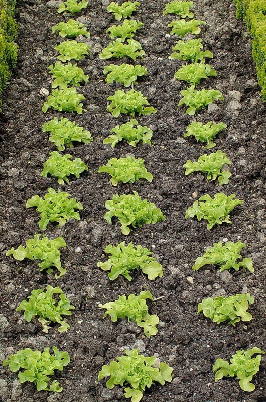 Lettuce