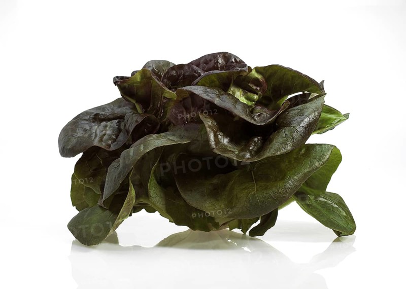 French lettuce called Rougette