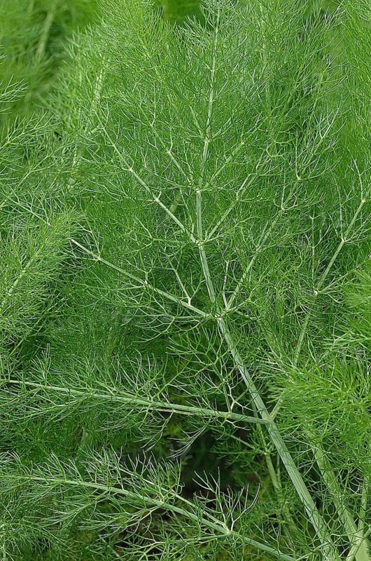 Fennel
