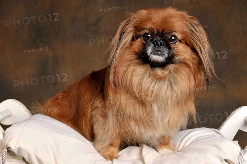 Male dog