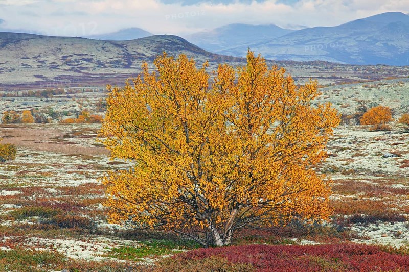 White birch