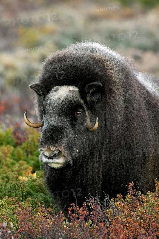 Musk ox