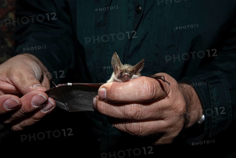 Greater mouse-eared bat