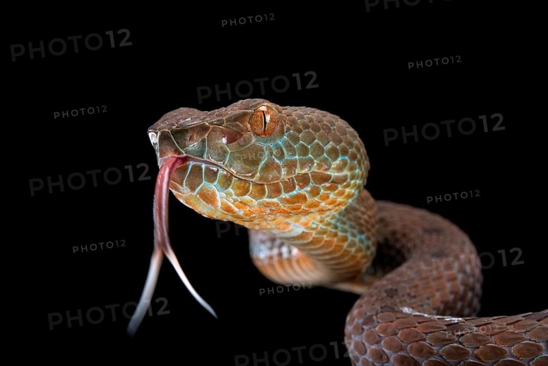 Philippines PitViper