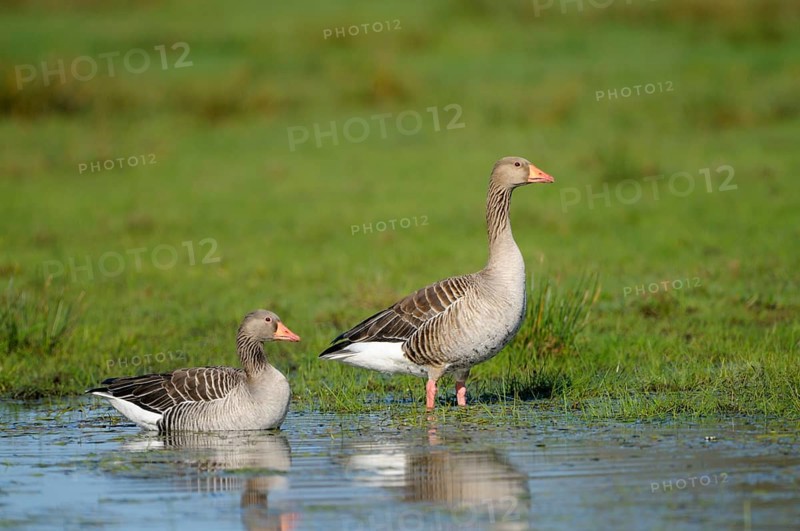 Greylag goose