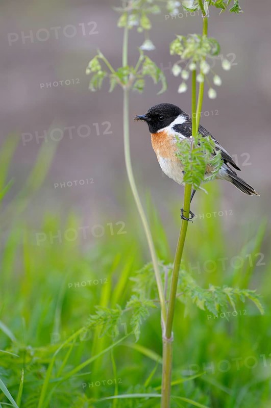 Stonechat