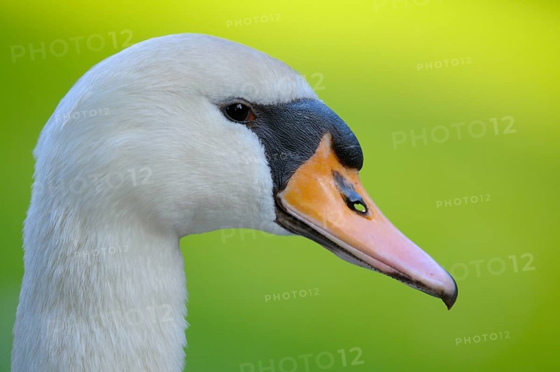 Mute swan