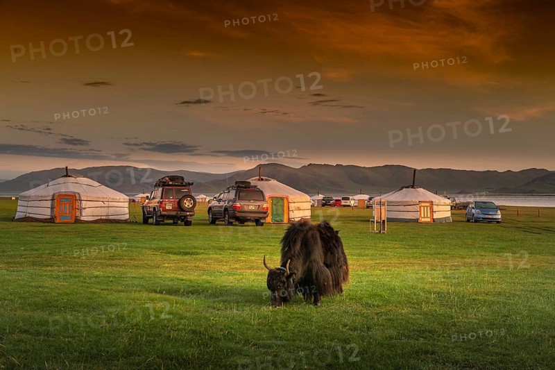 Yak grazing in front of Ger