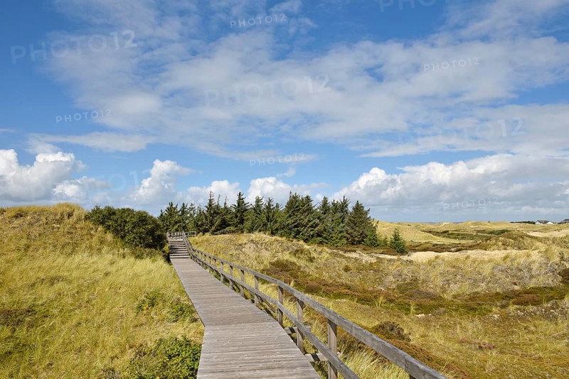 Boardwalk and conifers in the dunes