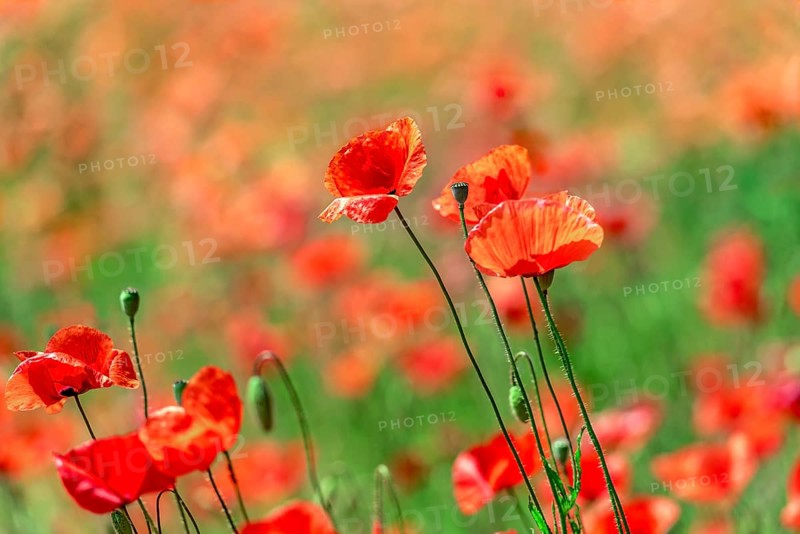 Poppies