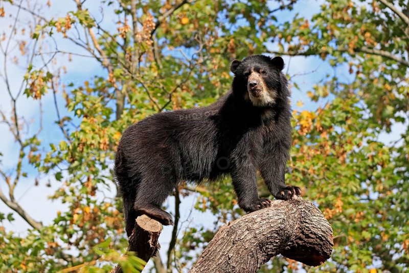 Spectacled bear