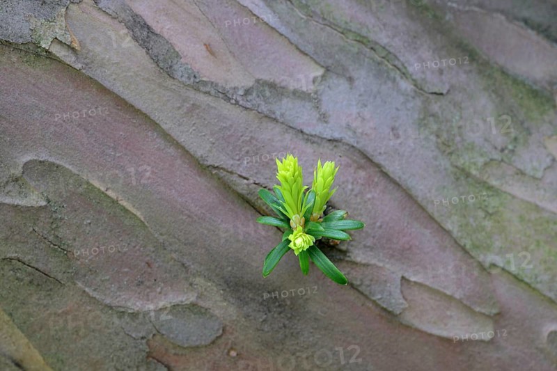 Leaf sprouts on the trunk of an old yew