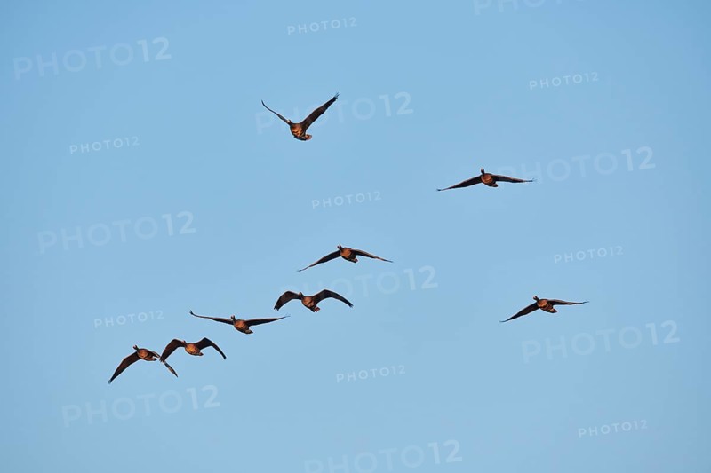 Greater white-fronted goose