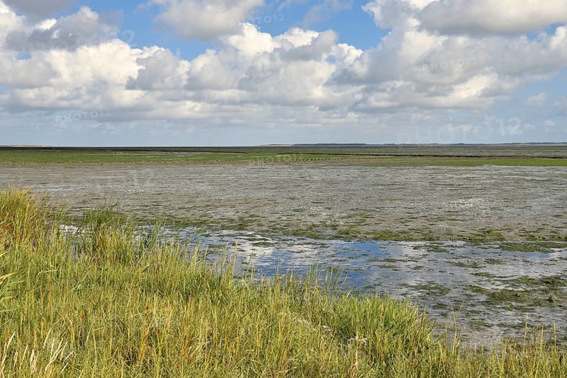 Salt marshes on the shore to the Wadden Sea