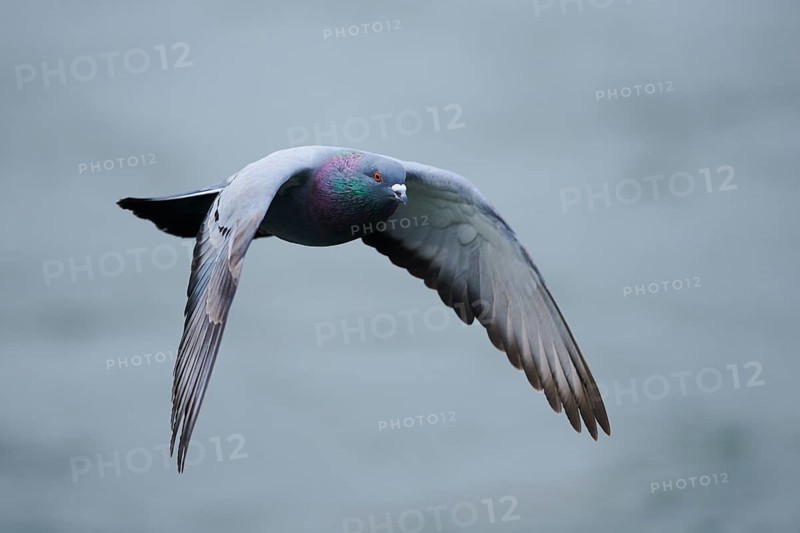Feral pigeons